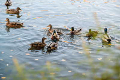 Ducks on the pond