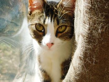 Close-up portrait of a cat