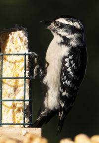 Close-up of bird