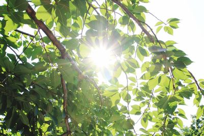 Low angle view of tree against clear sky