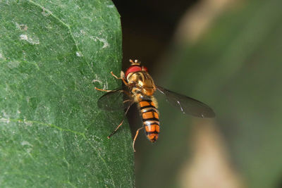 Close-up of bee