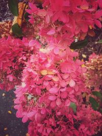 Close-up of pink bougainvillea plant