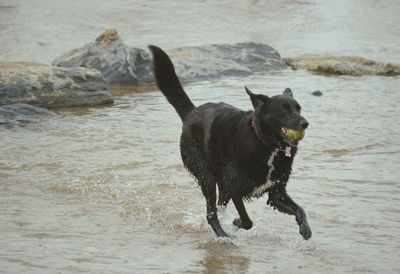 Dog in water