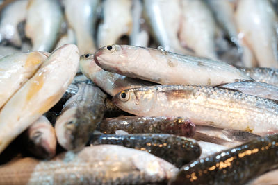 Close-up of fish for sale in market