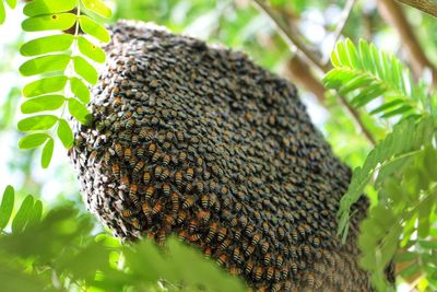 Close-up of insect on tree trunk