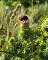 Close-up of fresh purple thistle flower on field