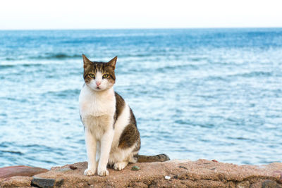 View of a cat sitting on the beach