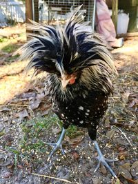 Close-up of rooster on farm