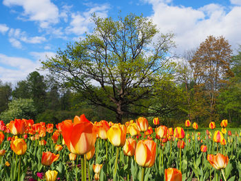 Close-up of tulips on field against sky