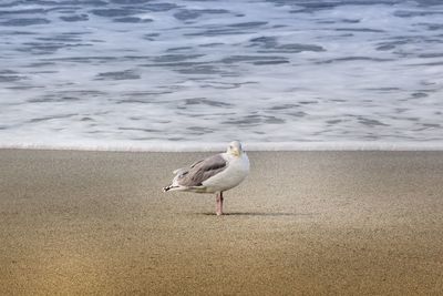 Seagull perching on shore