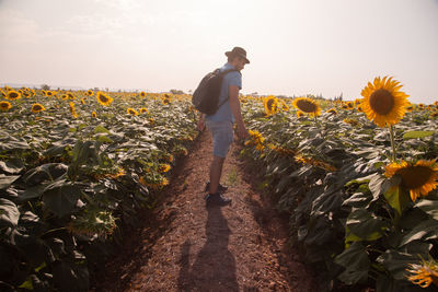 Man standing on sunflower land against sky