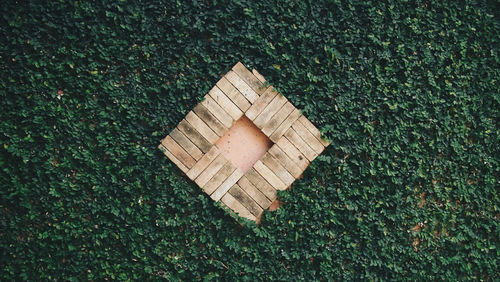 High angle view of grass