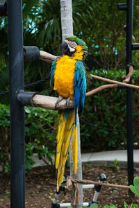 Bird perching on wooden post