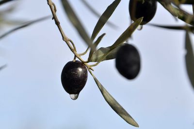 Close-up low angle view of tree