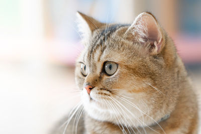 Close-up of a cat looking away