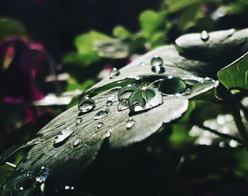 Close-up of raindrops on leaves