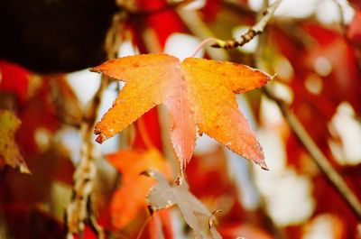 Close-up of red flowering plant during autumn