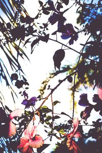 Low angle view of flowers on tree