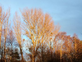 Low angle view of trees against sky