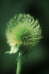 Close-up of dandelion on plant