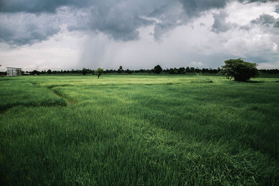 Scenic view of field against sky