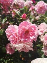 Close-up of pink roses