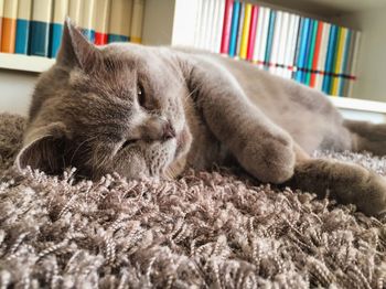 Close-up of cat relaxing at home