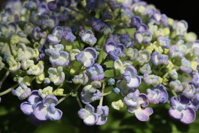 Close-up of purple flowering plants