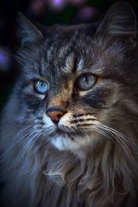 Close-up portrait of a cat