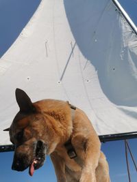 High angle view of a dog