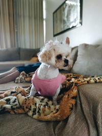 Dog sitting on sofa at home