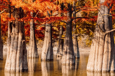 Scenic view of lake