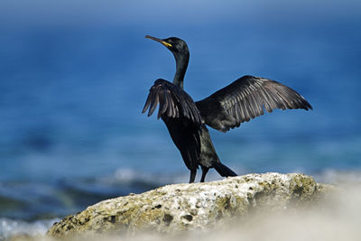 Bird flying over rock