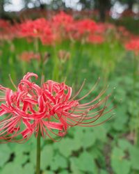 Close-up of red flower blooming outdoors