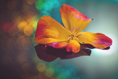 Close-up of flower on glass with reflection