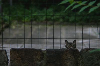 Portrait of a cat on a fence