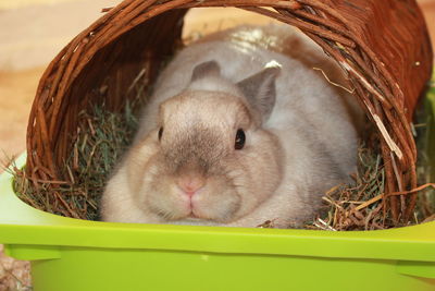 Close-up of rabbit in basket