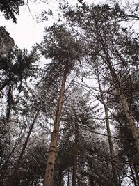 Low angle view of trees in forest against sky