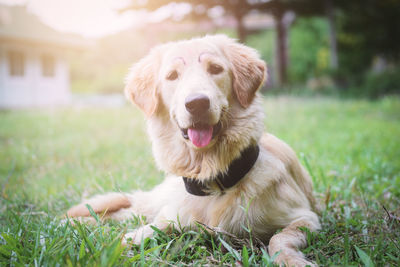 Close-up of dog sitting on field