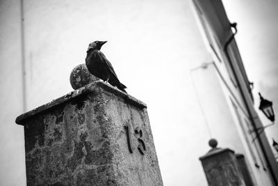 Low angle view of bird perching against sky