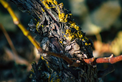 Close-up of lichen on tree trunk