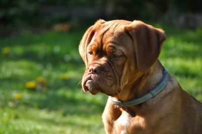 Dog de bordeaux looking away on a grass field