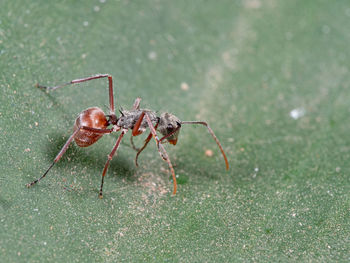 Close-up of ant