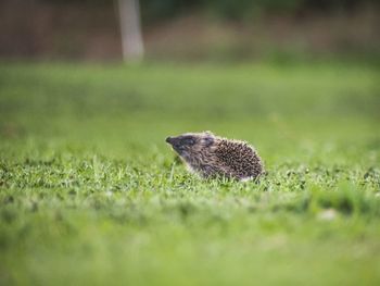 Little hedgehog in the garden