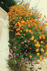 Close-up of flowering plants against orange wall