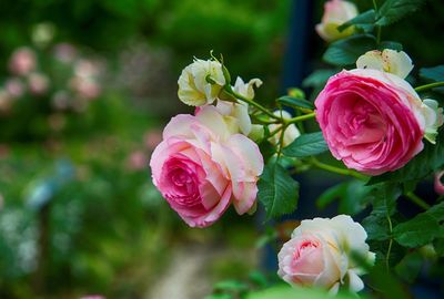 Close-up of rose bouquet