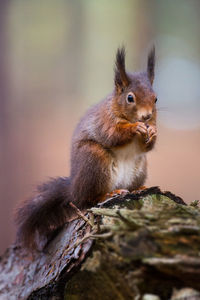 Close-up of squirrel on wood