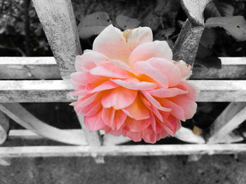 Close-up of pink flower blooming outdoors