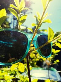 Close-up of sunglasses on glass plant