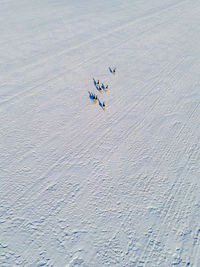 High angle view of birds flying over water